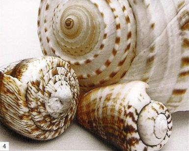 shell-collage