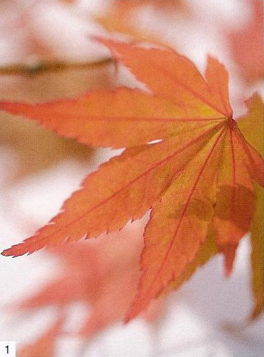 red-leaves