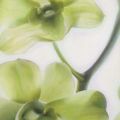 Annemarie Peter-Jaumann - Orchid "Marilin" I