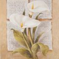 Laura Marinelli - Calla Lilly Poetry 