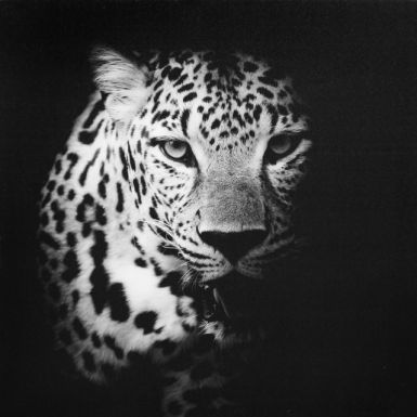 obrazy-na-platne-50x50-gepard