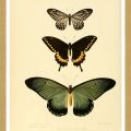 Rámované obrazy - Motýli II