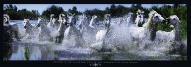 horses-in-the-camargue