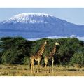 Daryl Balfour - Girafes, Mont Kilimandjaro