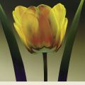 Robert Mertens - Flame Tulip I