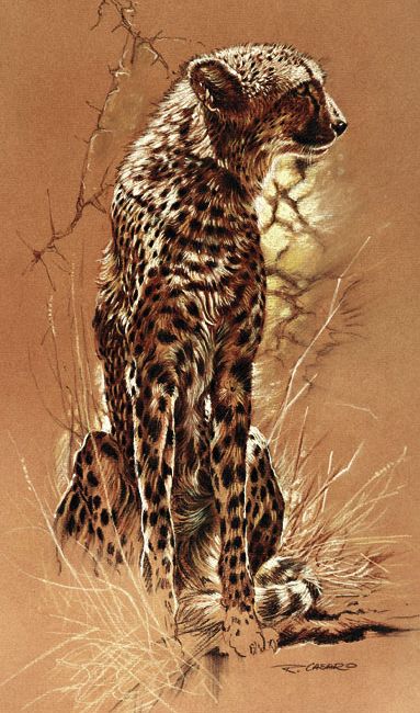 cheetah