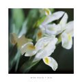 Mina Selis - Iris 1