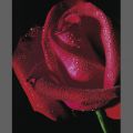 Mina Selis - Red Rose