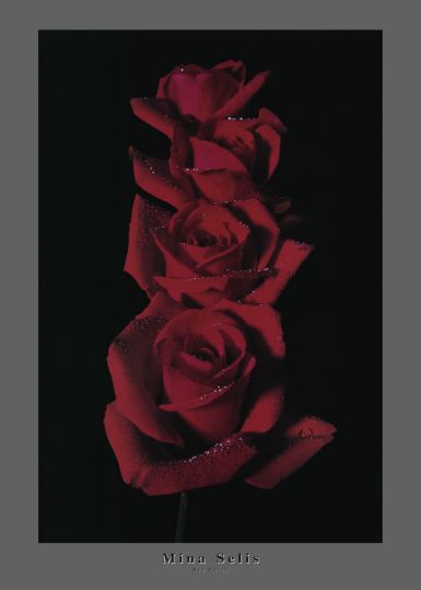 red-roses-i
