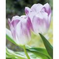 Mina Selis - Rosé Tulips