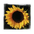 Ilona Wellmann - Sunflower Collection