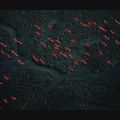 Yann Arthus-Bertrand - Vol d´Ibis rouges