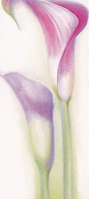 pink-calla-ii