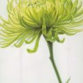 Annemarie Peter-Jaumann - Olive Chrysanthemum