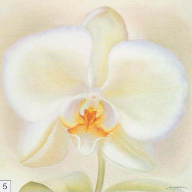 orchid-beauty