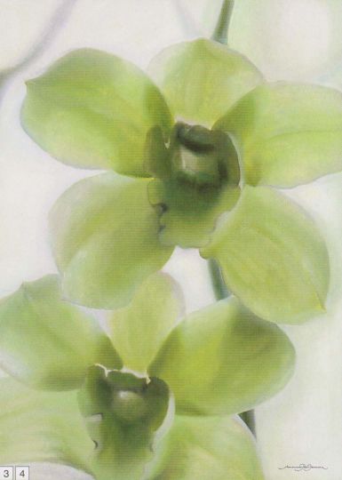 orchid-marilin-ii