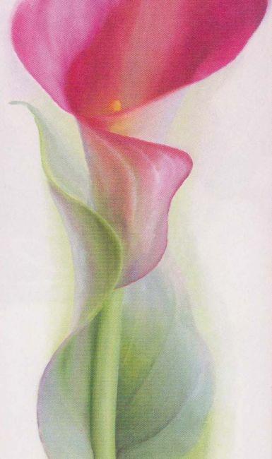 pink-calla-iii