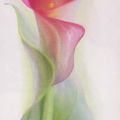 Annemarie Peter-Jaumann - Pink Calla III