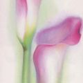 Annemarie Peter-Jaumann - Pink Calla I