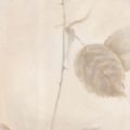 Vivien White - Armonia con Cuore