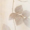 Vivien White - Armonia con Sentimento