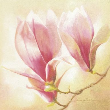 magnolia-liliflora