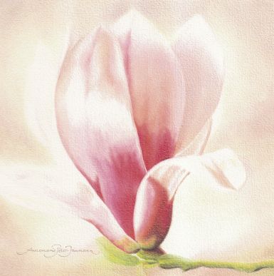 magnolia-soulangiana-i