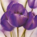 Caroline Wenig - Purple Blossom II