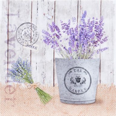 lavender-ii