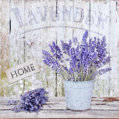 lavender-iv