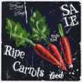 Obrazy na plátně - Ripe Carrots 2