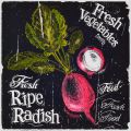 Obrazy na plátně - Ripe Radish