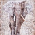Obrazy na plátně - Slon