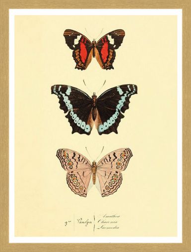 ramovane-obrazy-motyli