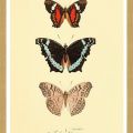Rámované obrazy - Motýli
