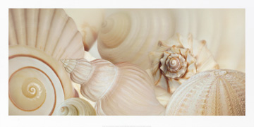 reprodukce-shells-i